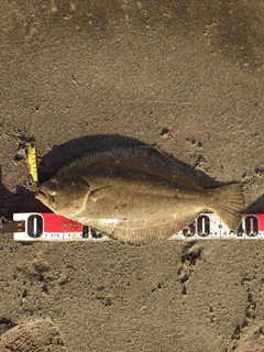 ヒラメの釣果