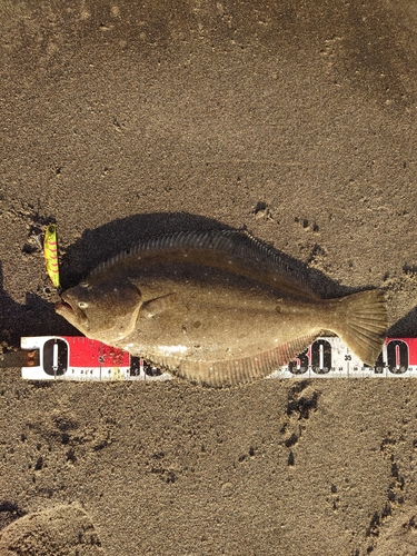 ヒラメの釣果