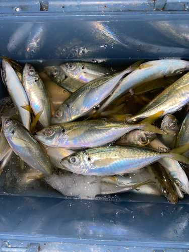 アジの釣果