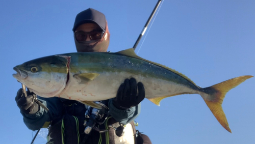 ブリの釣果