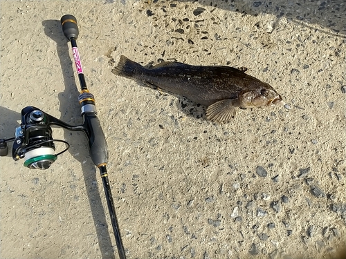 アイナメの釣果