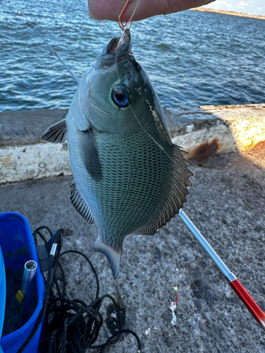 メジナの釣果