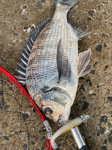 チヌの釣果