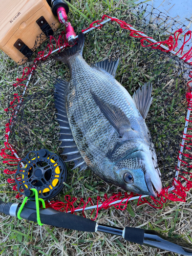 チヌの釣果