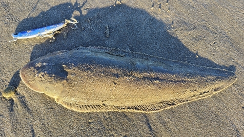 シタビラメの釣果