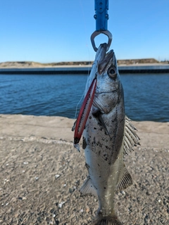 スズキの釣果