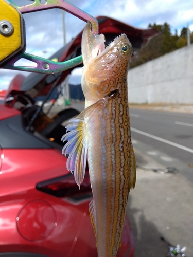 エソの釣果