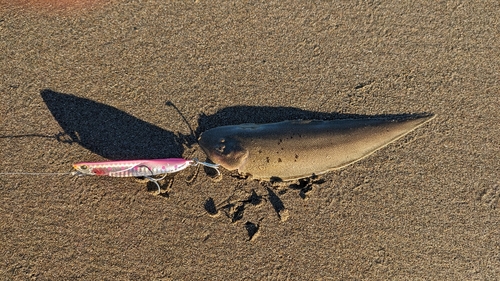 シタビラメの釣果