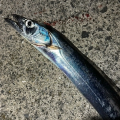 タチウオの釣果