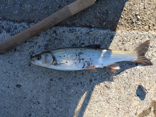 ウグイの釣果