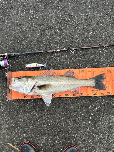 シーバスの釣果