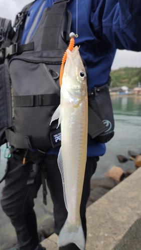 シロギスの釣果