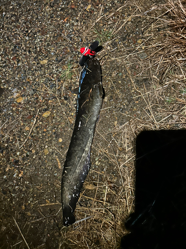 ナマズの釣果