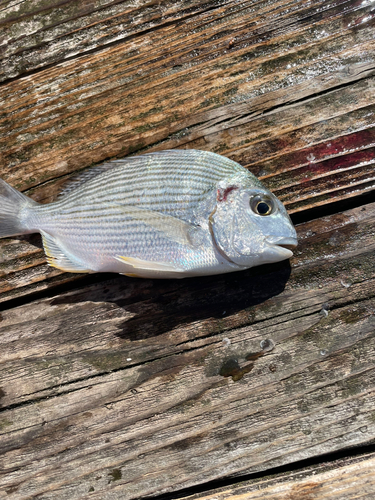 ヘダイの釣果