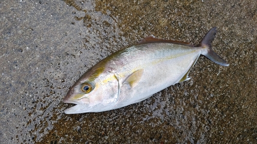 ショゴの釣果