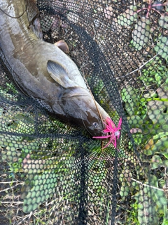 ナマズの釣果