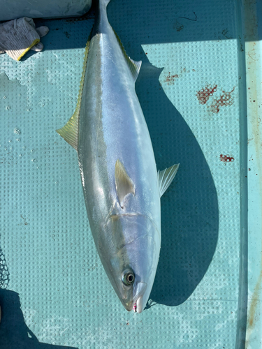 ブリの釣果