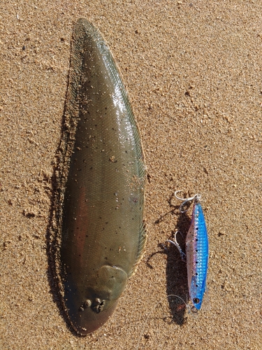 シタビラメの釣果