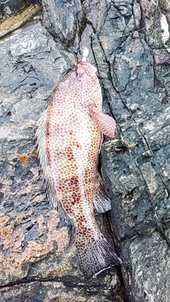 オオモンハタの釣果