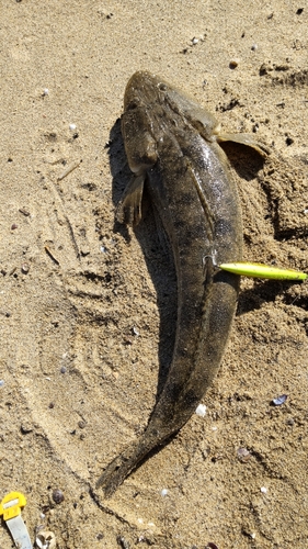 マゴチの釣果