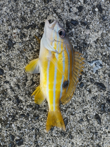 ロクセンフエダイの釣果