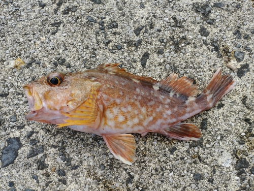 カサゴの釣果