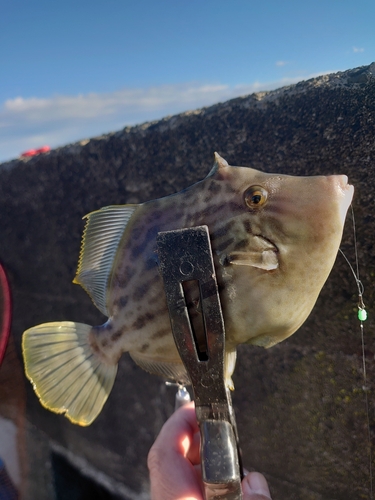 カワハギの釣果