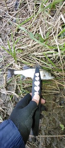 セイゴ（マルスズキ）の釣果