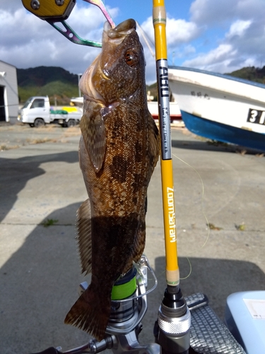 アイナメの釣果