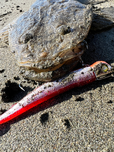 マゴチの釣果