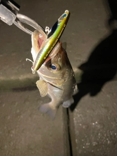 セイゴ(マルスズキ)の釣果