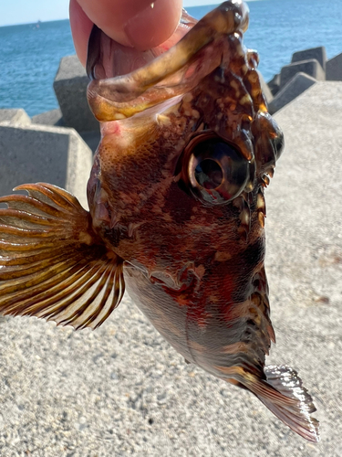 釣果