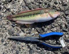 ギザミの釣果