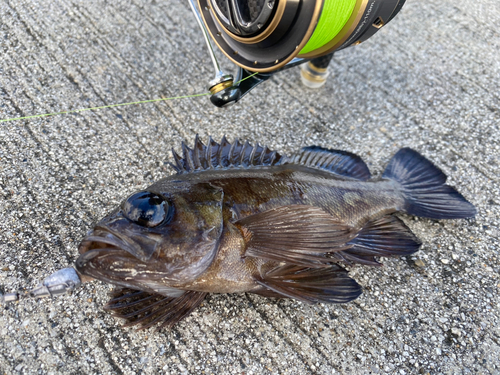 メバルの釣果