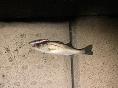 セイゴ(マルスズキ)の釣果