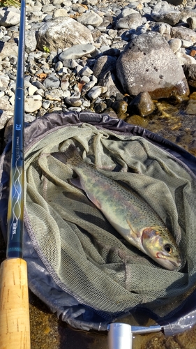 ニジマスの釣果