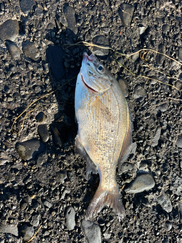 ウミタナゴの釣果