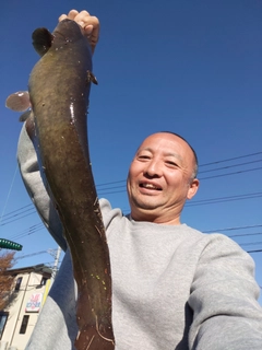 ナマズの釣果