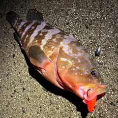 アコウの釣果