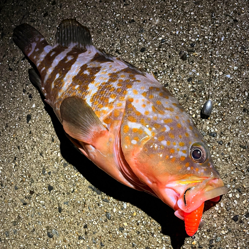 アコウの釣果