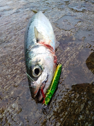 サバの釣果