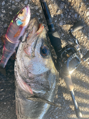 シーバスの釣果