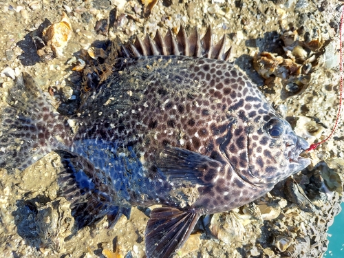 イシガキダイの釣果