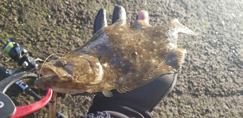 ヒラメの釣果