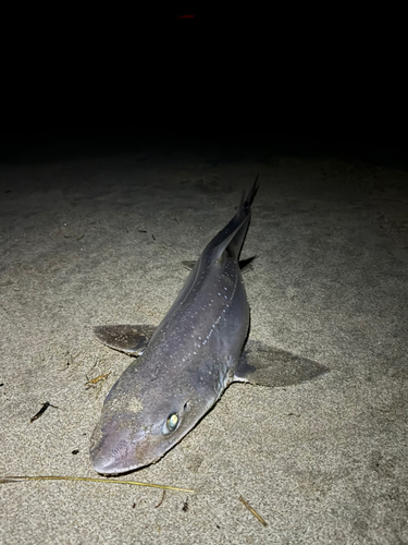 ホシザメの釣果