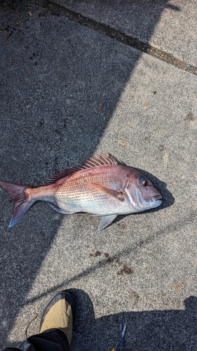 タイの釣果