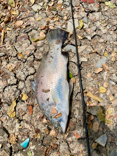 バラマンディの釣果