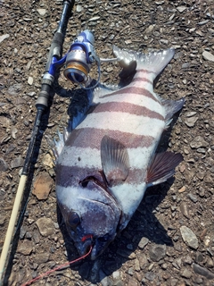 イシダイの釣果