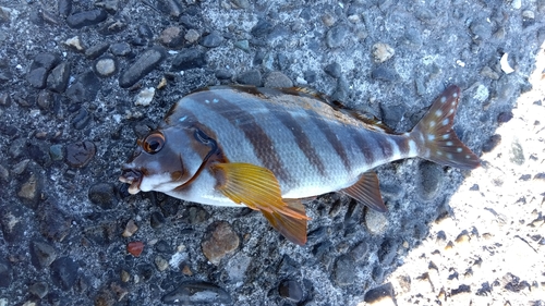 タカノハダイの釣果