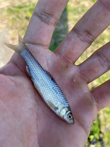 モツゴの釣果